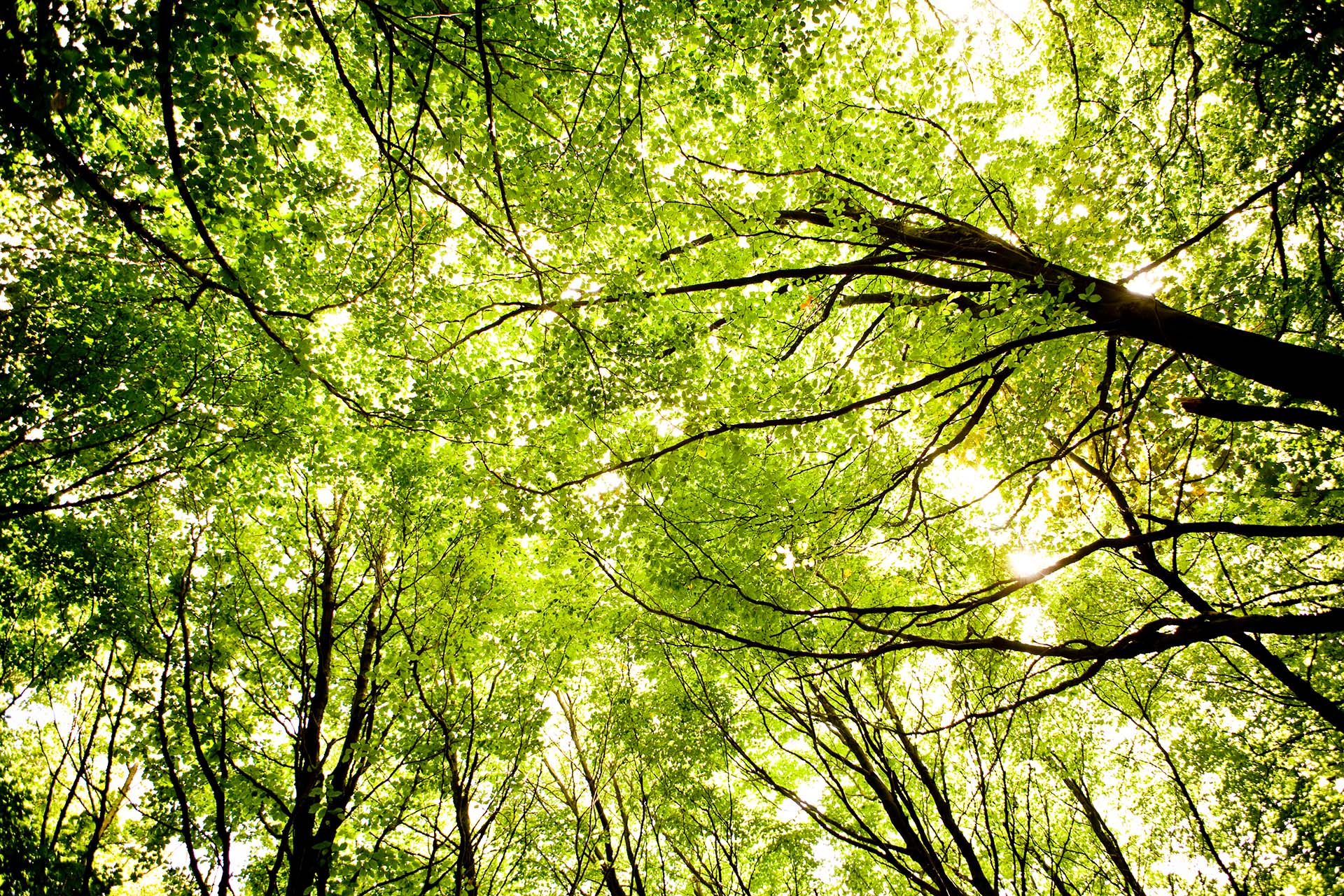 Image of tree tops with bright green leaves